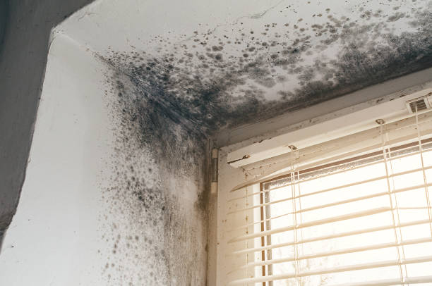 Affordable Black Mold Remediation solutions in Spencerville, MD