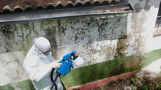 Top rated local Black Mold Remediation specialists in Spencerville, MD